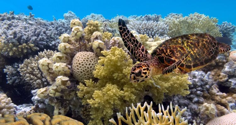 Schildkröte im Great Barrier Reef in Australien bei Work and Travel