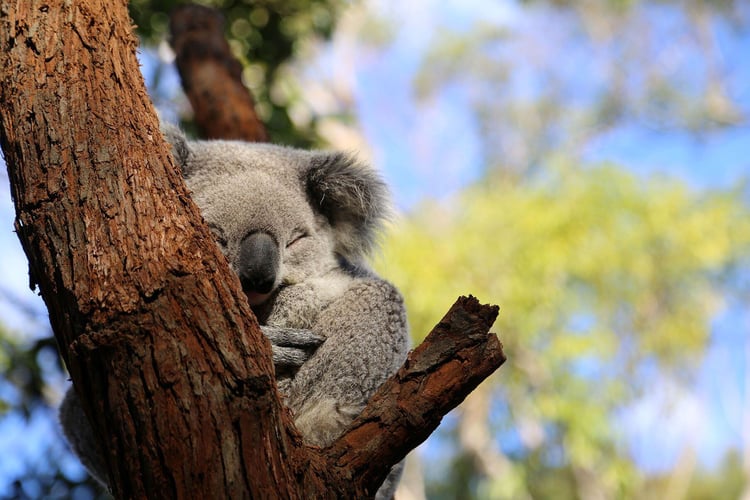 Koala auf einem Baum am schlafen Koala auf einem Baum am schlafen
