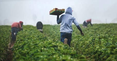 Person bei der Farmarbeit bei Work and Travel in Neuseeland