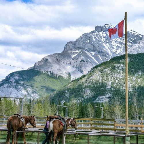 Pferde auf einer Farm in Kanada