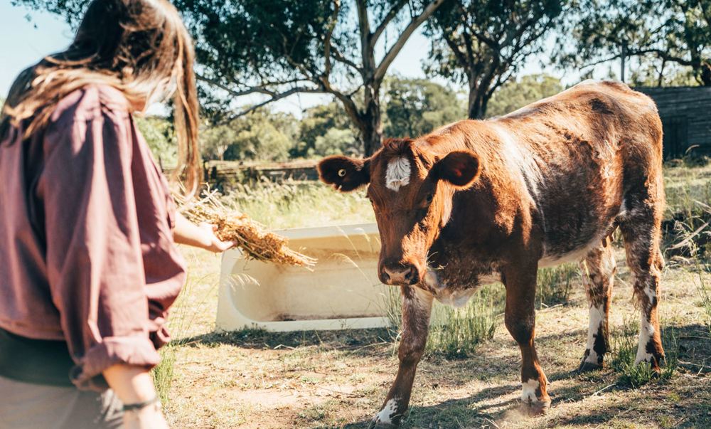Backpacker füttert ein Tier auf einer Farm